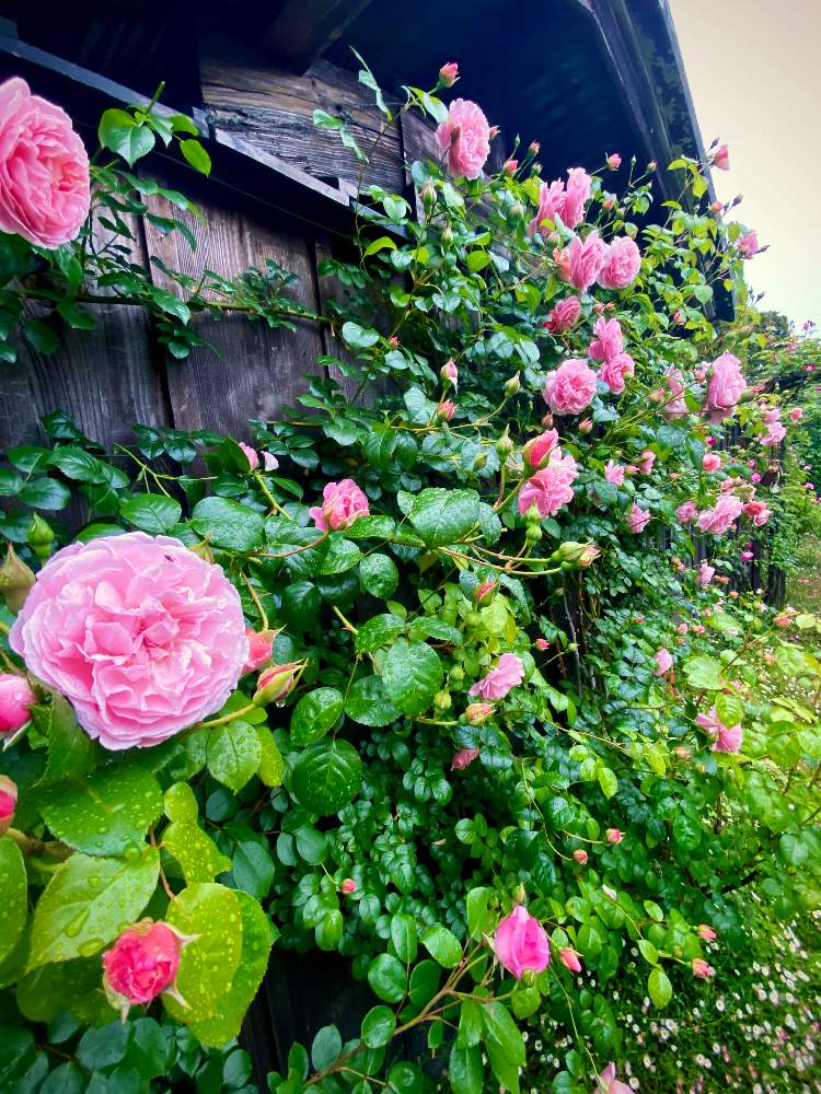 の画像 by あっこさんさん | アンブリッジローズとばら バラ 薔薇とストロベリーヒル 薔薇と古住居とナチュラルガーデンと古住居の南ガーデンと薔薇のつぼみ達と開花までワクワク(^O^☆♪と自慢のバラ_2021