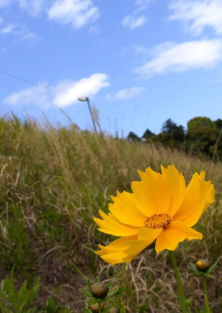 お出かけ先の画像 by 道標さん | お出かけ先とオオキンケイギクと大きめの花と山吹色の花と群生と風通しの良い場所と五月晴れの青空と陽当たりの良い場所と雑草と開けた場所と若葉の頃と高台の公園♪