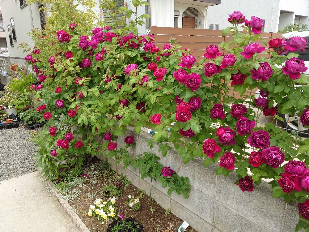 小さな庭の画像 by Keiさん | 小さな庭とバロン・ジロード・ランとみどりのある暮らしと薔薇愛同盟と花木とマイガーデンとGS映えときれいとおうち園芸とおきにいりとガーデニングと花のある暮らしとかわいいとおおきくなあれと咲いた!とKei's Rose Garden 2021