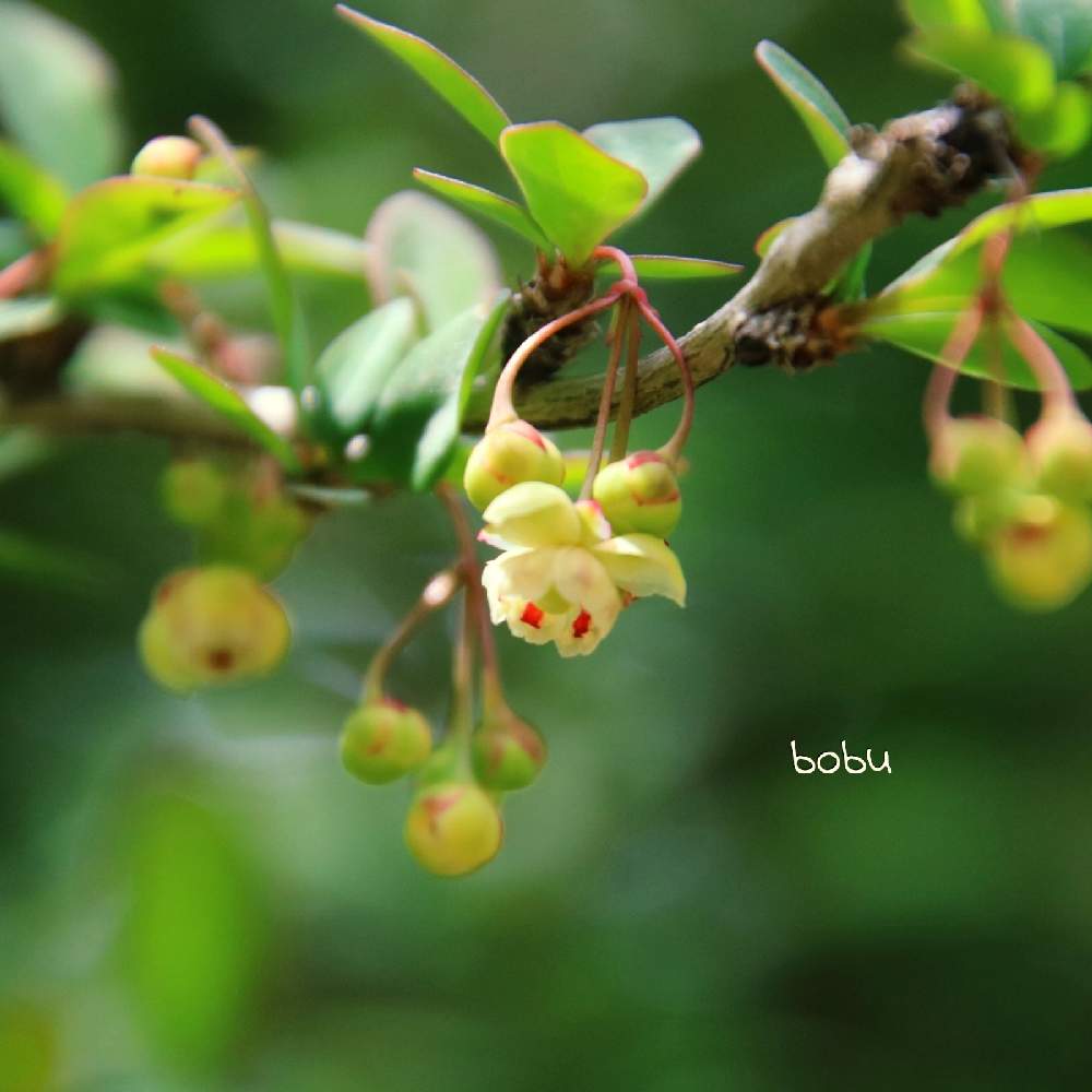 お出かけ先の画像 by ボブさん | お出かけ先と植物のある暮らしと花のある暮らしとかわいいと癒される❣️とやま散歩