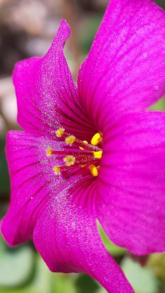 お出かけ先の画像 by ❦THE HERMIT❦さん | お出かけ先とベニカタバミと内緒のpicと光輝く花と小さい花々とリユニオンと小さ過ぎる花とピンクと秘密のpicと大好きな花と隠遁者とヒカリ