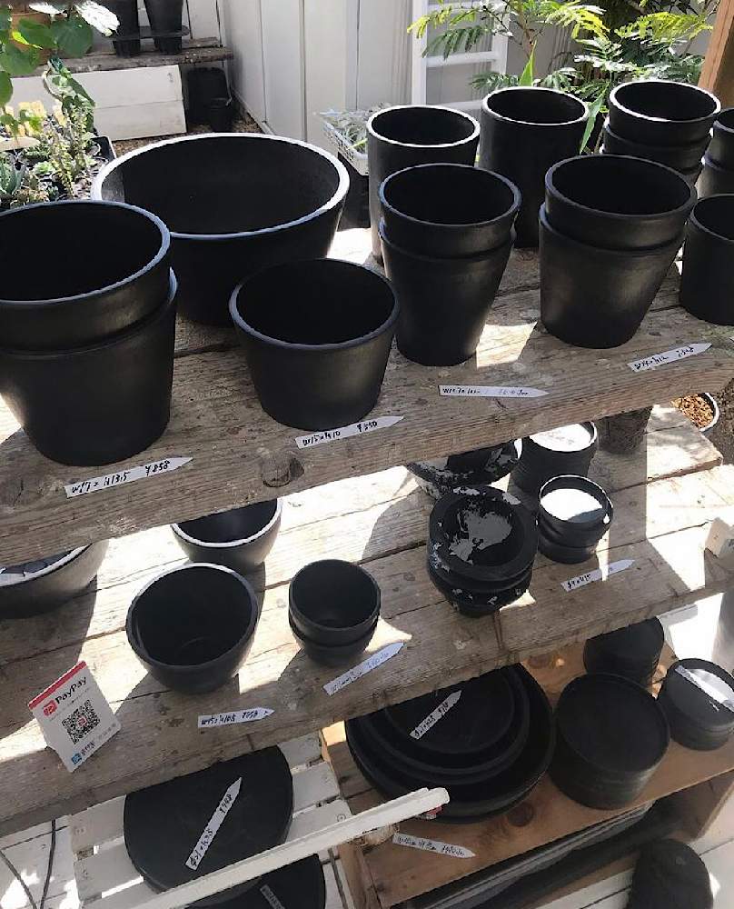 の画像 by CLUTCH FURNITUREさん | 多肉植物と黒プラ鉢とサボテン科と植物のある暮らしと塊根と黒プラ鉢ある暮らしと黒プラ鉢ある生活とプラ鉢と多肉のある暮らしとコーデックスと塊根植物と多肉多肉多肉とアガベ属