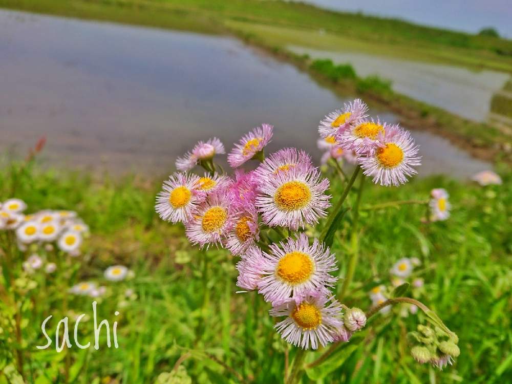 の画像 by sachiさん | ハルジオンといねと最前線のあなたへと負けないで!と残したい風景と小さな希望とコロナに負けるな!と田んぼの風景と#最前線のあなたへと水のある風景と希望の輝きと#幸旅と今日の花便りとさんぽみちと花のある暮らし