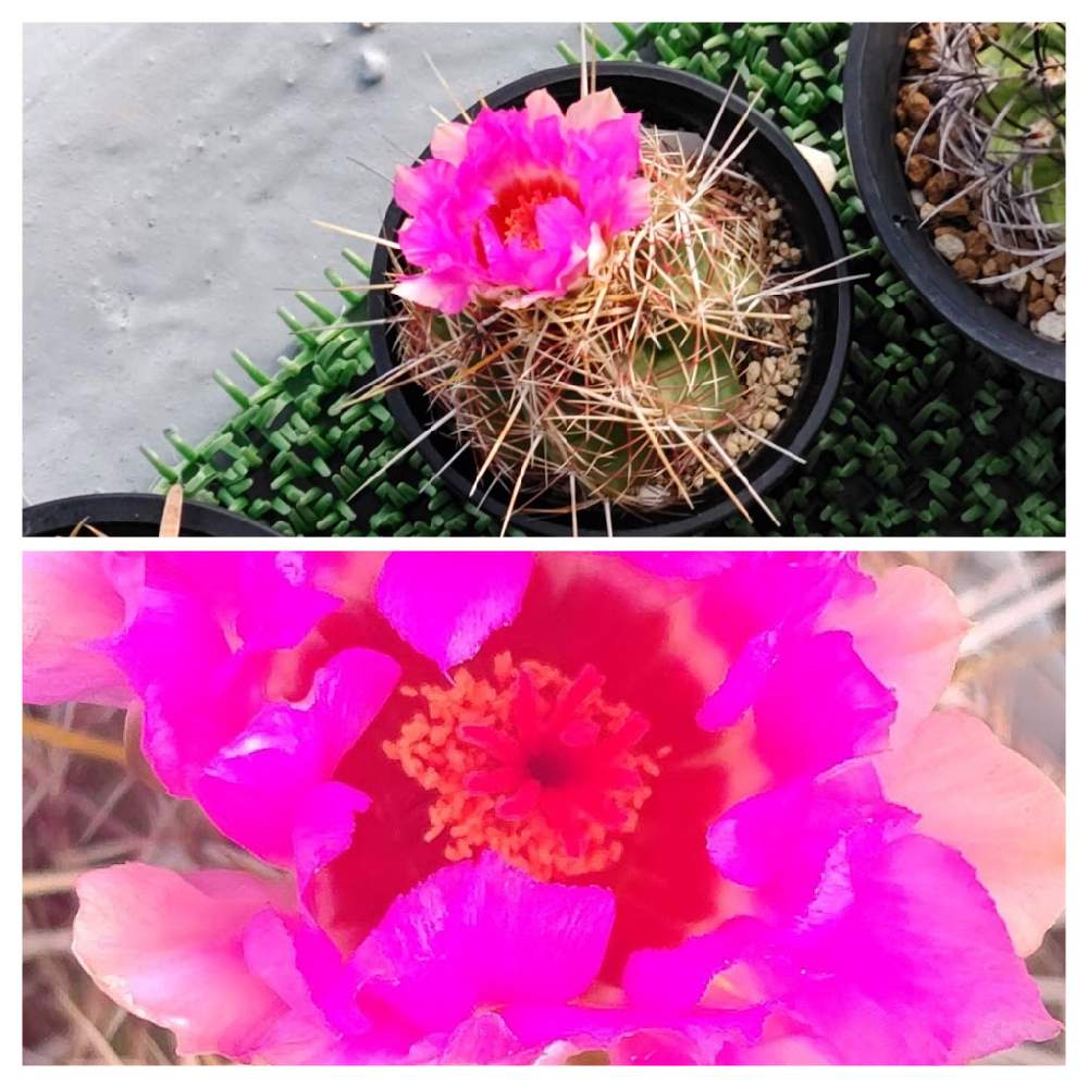 バルコニー/ベランダの画像 by Cycletotoさん | バルコニー/ベランダと大統領とサボテンの花開花とテロカクタス 大統領とサボテン の花とサボテンの花✨とサボテン科と我が家のサボテン★とサボテン☆と\よっ!大統領!/と美しいサボテンの花✨とサボテンさんとサボテン*"と鮮やかなサボテンの花とサボテン大好きとサボテン好きとサボテン男子とサボテンのある暮らしと サボテンとサボテン 大統領とサボテン中毒とサボテンの花とテロカクタス属 大統領と俺のサボテン