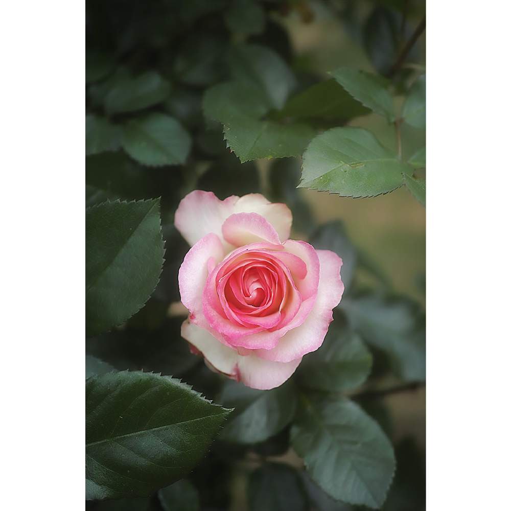 の画像 by nesoさん | ほのかとnesoの薔薇と与野公園と水曜ローズショーとローカルカメラマンかな?!(笑)とFoveonと埼玉県さいたま市