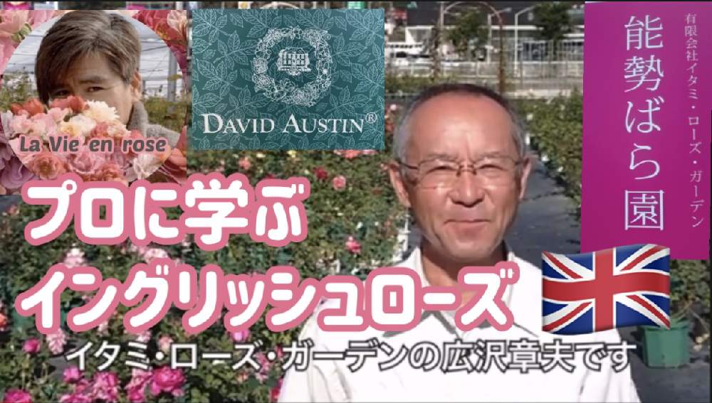の画像 by Rosarian Prince ラビたむさん | YouTubeとバラ愛とイタミローズガーデンと能勢ばら園とばら バラ 薔薇と自然農法と薔薇愛同盟と水曜ローズショーと薔薇の育て方勉強中✏と薔薇に魅せられてとバラの育て方とオーガニックと薔薇の初心者教室と花のある暮らしと自然農法バラ栽培とバラ・ミニバラとバラフェアと薔薇大好きと無農薬 無肥料 栽培