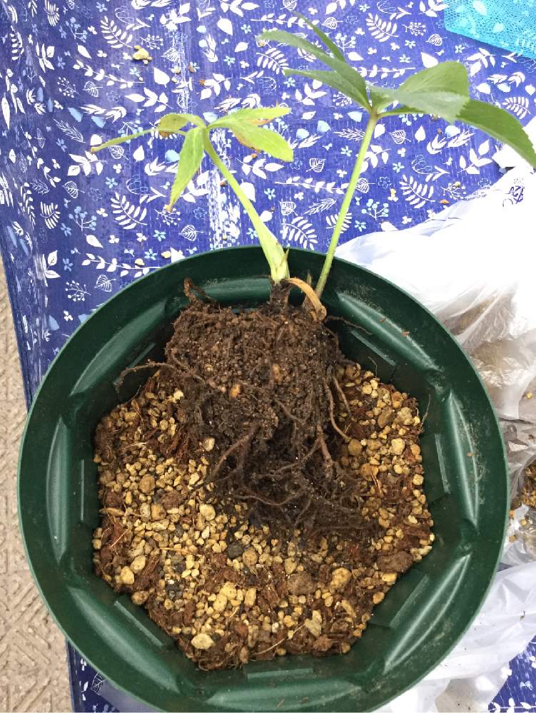 の画像 by ハーブ好きピングーさん | クリスマスローズと成長記録と植え付けとピングーのクリスマスローズ