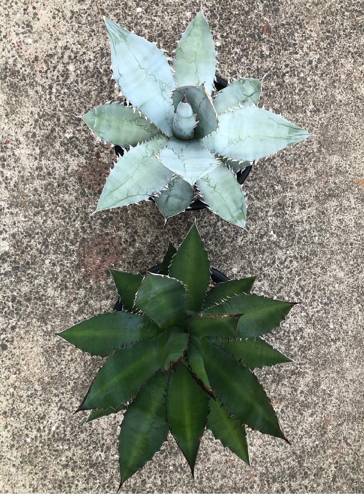 の画像 by kisselさん | Agave titanota blueとAgave titanota white iceとアガベのある暮らしとデカノタと大株と10号鉢とtitanotaとチタノタブルーとチタノタ ホワイトアイスとアガベ属とトゲトゲとコンクリ庭