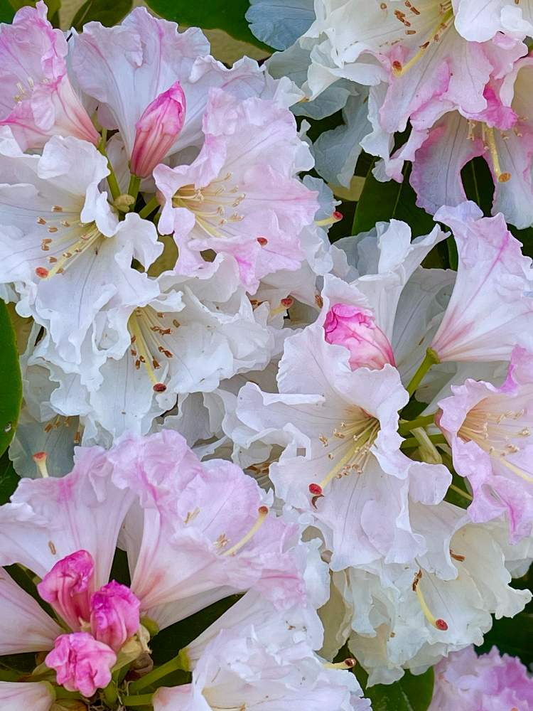 お出かけ先の画像 by けいこさん | お出かけ先と花のある暮らし♡とGSの皆さまに感謝♡といつもありがとう♡とコロナに負けるな!とウオーキング途中と綺麗と医療現場の人々に感謝と癒し…♡