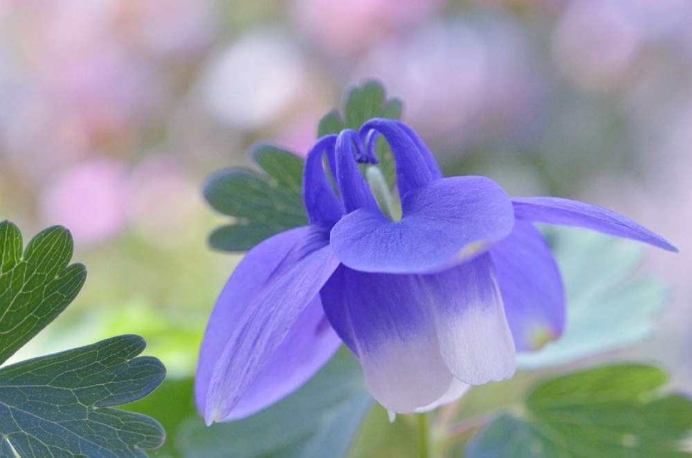 の画像 by ふぅぅぅさん | ミヤマオダマキと鉢植えのお花と季節の花と春爛漫!と美しいと花のある暮らしとミヤマオダマキ♪とふぅぅぅのミヤマオダマキ