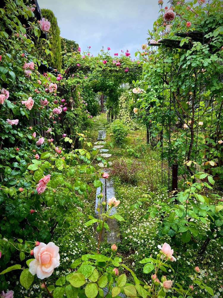 の画像 by あっこさんさん | アンブリッジローズとばら バラ 薔薇とストロベリーヒル 薔薇と古住居と薔薇パレードと古住居の南ガーデンとERアブラハムダービーと開花までワクワク(^O^☆♪と自慢のバラ_2021と薔薇のアーチ