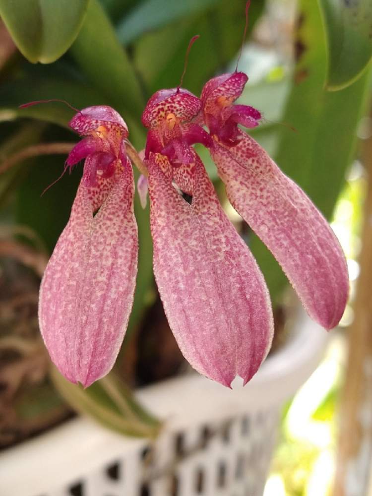 部屋の画像 by 阿南田零さん | 部屋とバルボフィラム ロンギフロラムとBulbophyllum longiflorumと春のお花と着生ランとラン科とバルボフィラムとorchidとマメヅタラン属と着生とおうち園芸と洋蘭広め隊とバルボフィラム原種とオーキッドと着生蘭と洋ランとガーデニングとバルボフィルム属と花のある暮らしと初夏のお花と洋蘭原種とBulbophyllum属とバルボフィラム属