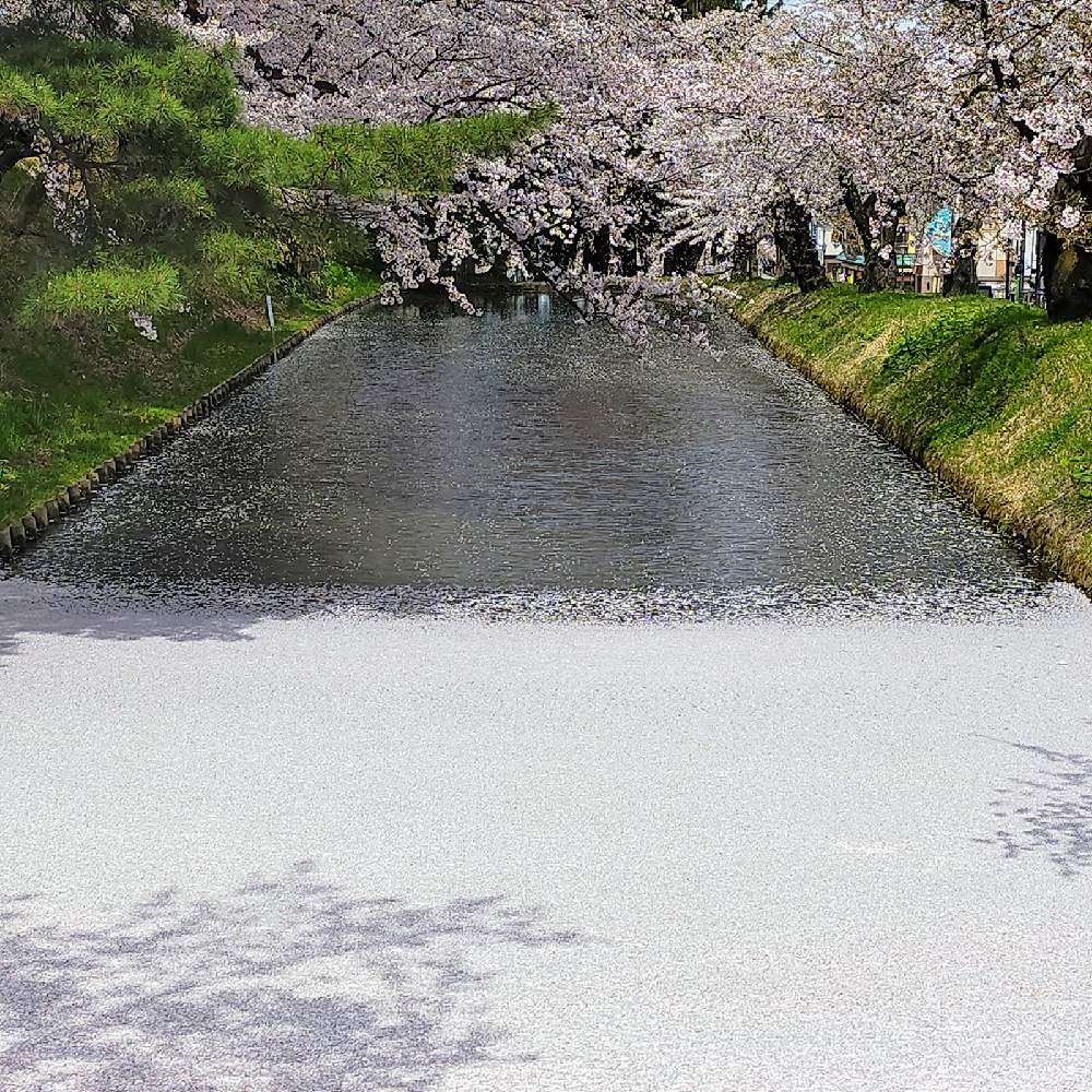 お出かけ先の画像 by むーさんままさん | お出かけ先とマツとさくら サクラ 桜と花吹雪と花筏(はないかだ)と花の浮橋と華やか✨と公園の樹木とピンクの花と弘前公園と春爛漫!とお花のある暮らしと感謝✨とほっとひと息とちいさなシアワセ♡とさくらと繋がりに感謝✨