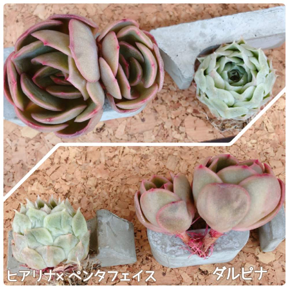 バルコニー/ベランダの画像 by 15さん | バルコニー/ベランダとダルピナとヒアリナ×ペンタフェイスと多肉植物と埼玉多肉狩りと多肉女子と埼玉タニラーとbizarrepark monthly4と今日の多肉植物と多肉初心者とbizarrefarm