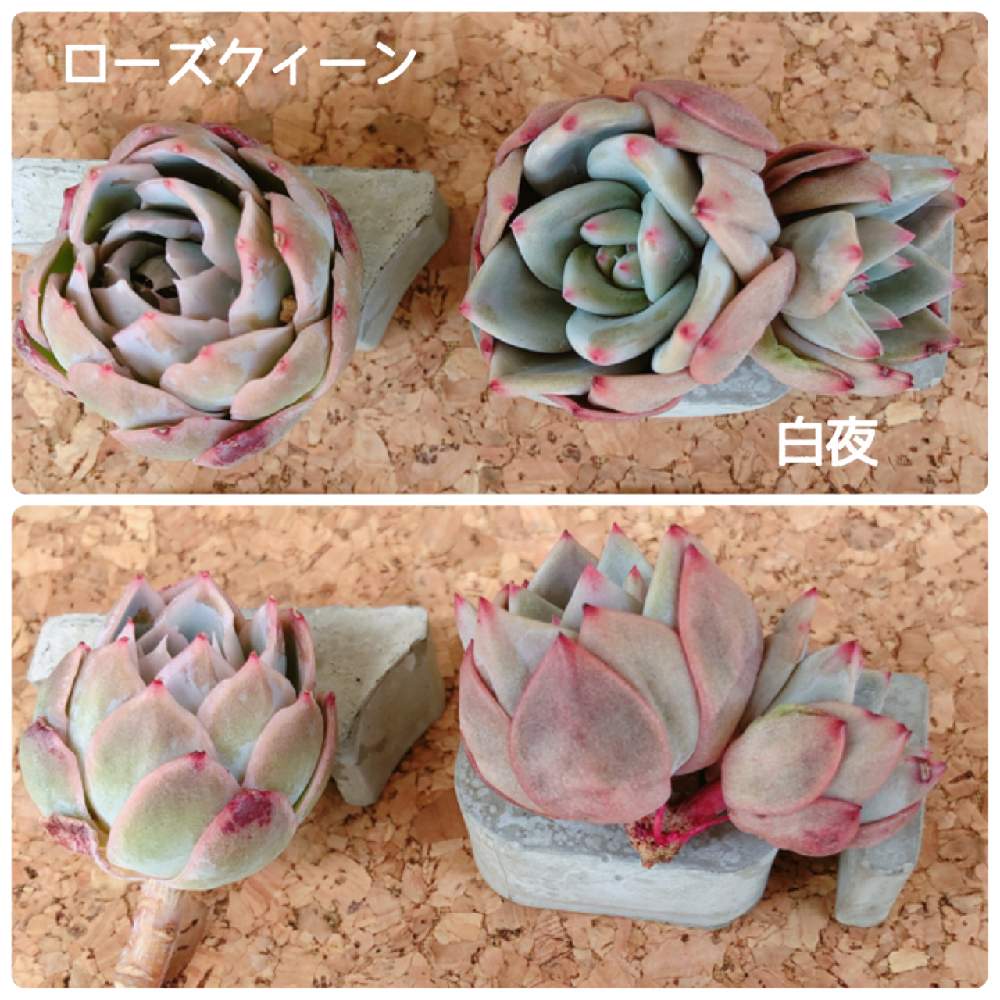 バルコニー/ベランダの画像 by 15さん | バルコニー/ベランダと白夜とローズクィーンと多肉植物と埼玉多肉狩りと多肉女子と埼玉タニラーとbizarrepark monthly4と今日の多肉植物と多肉初心者とbizarrefarm