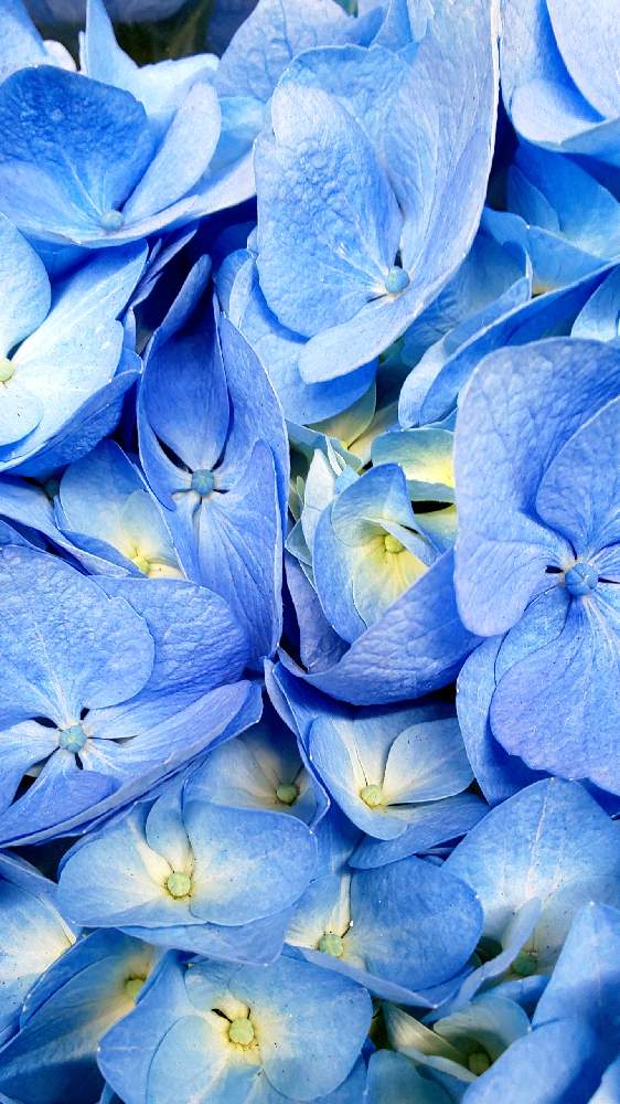 バルコニー/ベランダの画像 by ❦THE HERMIT❦さん | バルコニー/ベランダと紫陽花と内緒のpicと光輝く花とホワイトと癒されと紫の原理とおうち園芸と小さい花々とイエローとリユニオンと本来の色と秘密のpicと大好きな花と隠遁者とヒカリと碧キ花