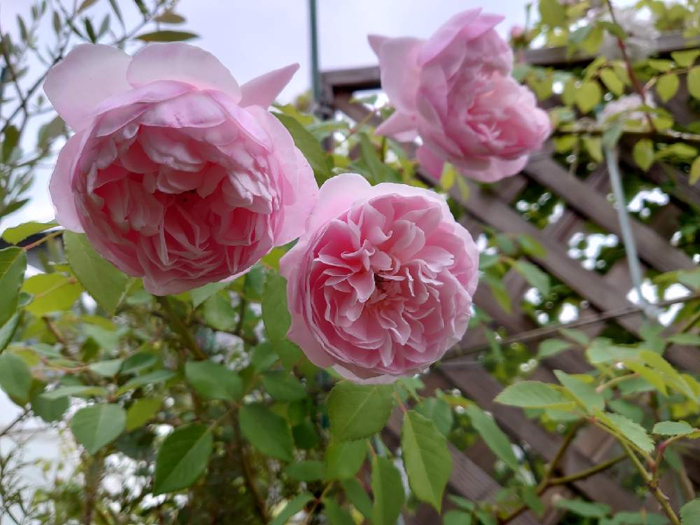 小さな庭の画像 by Keiさん | 小さな庭とソニアリキエルとみどりのある暮らしと薔薇愛同盟と花木とマイガーデンとGS映えときれいとおうち園芸とおきにいりとガーデニングと花のある暮らしとかわいいとおおきくなあれと咲いた!とKei's Rose Garden 2021