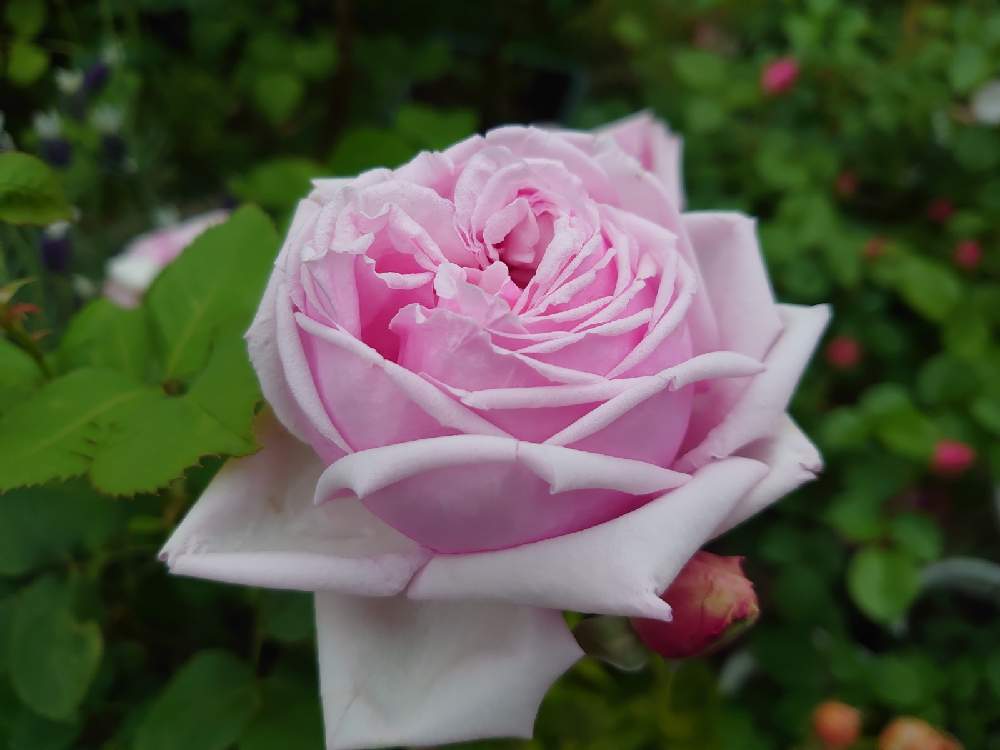 小さな庭の画像 by Keiさん | 小さな庭とラフランスとみどりのある暮らしと薔薇愛同盟と花木とマイガーデンとGS映えときれいとおうち園芸とおきにいりとガーデニングと花のある暮らしとかわいいとおおきくなあれと咲いた!とKei's Rose Garden 2021