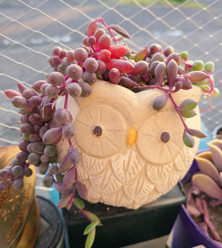 テラスの画像 by ・。+.さくら+.。さん | テラスと多肉中毒と多肉植物とプクプクちゃんと綺麗な多肉と凛々しいと多肉植物寄せ植えとおうち園芸とふくろうの日❤と可愛い多肉ちゃん❤︎と多肉女子ときれいな色とウチの可愛い子とタニラーとキュンキュン♡と可愛いとキレイな葉っぱとあばれ多肉と色んなネックレスとタニクちゃん