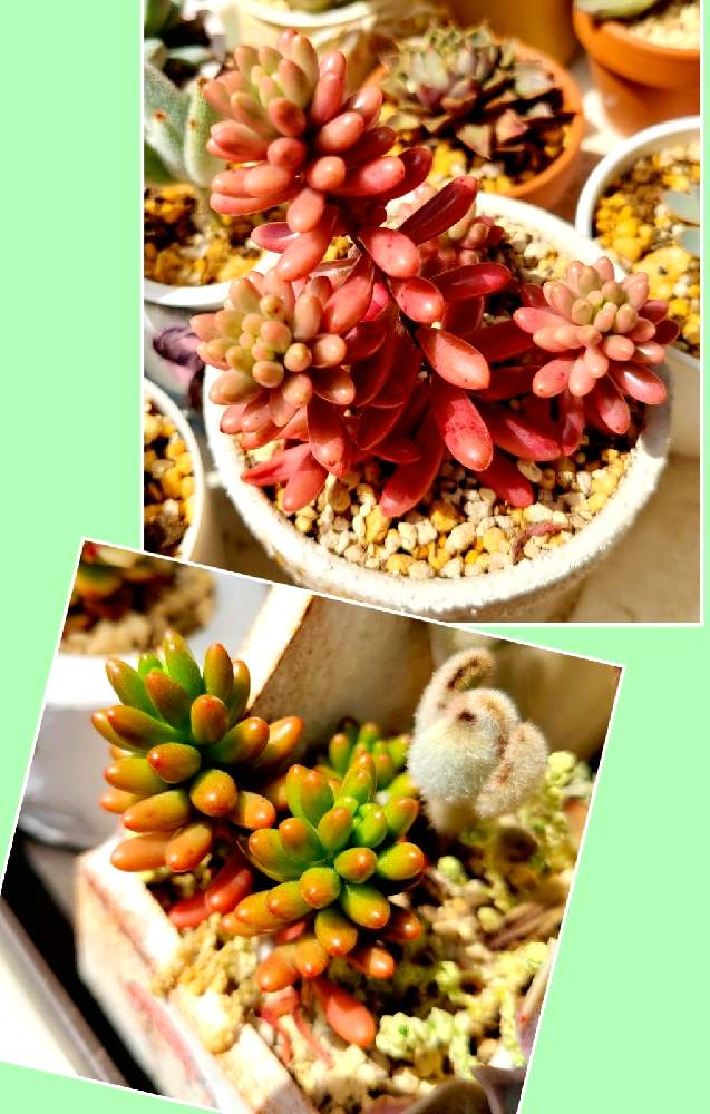 バルコニー/ベランダの画像 by ☆多肉の気持ち☆さん | バルコニー/ベランダと癒しと多肉愛❤️と☆多肉の気持ち☆と☆可愛い子たち☆