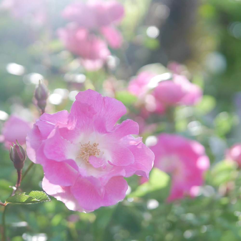 小さな庭の画像 by 由美子さん | 小さな庭とバラとつる薔薇 春霞とゆみさんのバラ遊びとF2.8とゆみさんちの庭あそびとLUMIX gf7とパナライカ25mmとおうち園芸と金曜キラキラと金曜ローズショーとミラーレス一眼と由美子・春霞