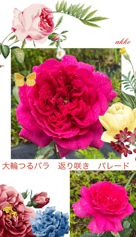 の画像 by ひみつのアッコちゃんさん | パレードと我が家の花畑と花のある生活と美しい花と元気な花と美しいフォルムと加工アプリ使用と薔薇のある喜びと大好きな花と花を見る喜びと私のお気に入りと元気な植物と地植えの花