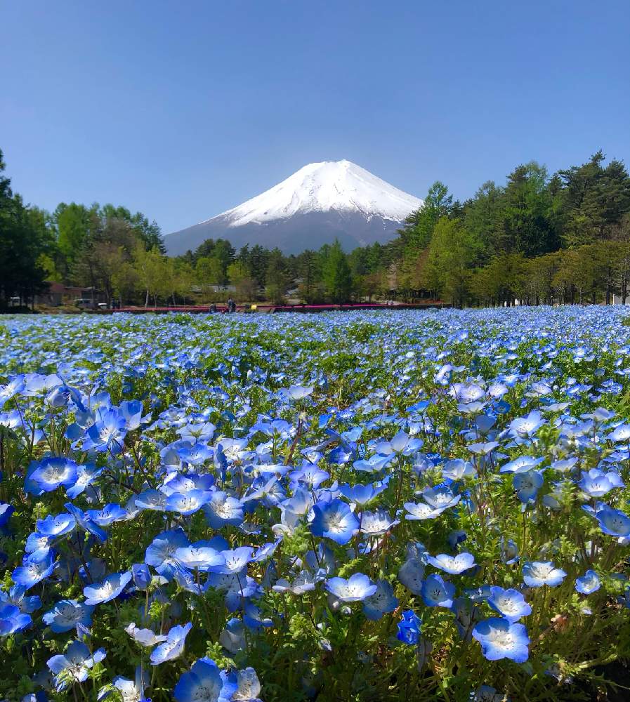 お出かけ先の画像 by Casablancaさん | お出かけ先と多肉植物と観葉植物と富士山とネモフィラ♡と ネモフィラと富士吉田市と今日の富士山♡と恩賜林庭園と富士吉田恩賜林庭園と富士吉田Casablanca