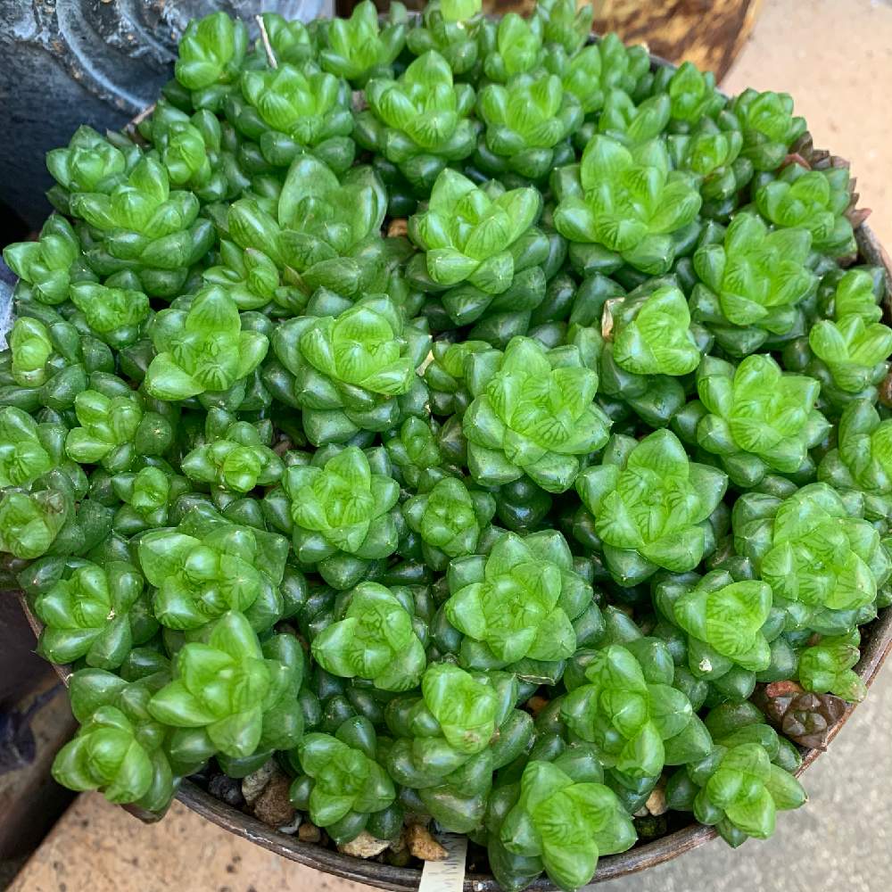 小さな庭の画像 by JUSHIさん | 小さな庭とウンブラティコラと多肉植物と多肉植物いっぱいとウンブラティコラ JUSHIとタニパトとハオルチア属と多肉大好きと癒しとウンブラティコラ♡と多肉は癒しと多肉のある暮らしとギューギューと寄せ植え JUSHIといつもいつもありがとうとありがとうと多肉バカと私の大好き空間と多肉棚