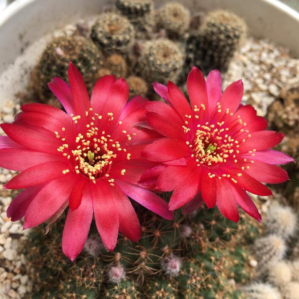 小さな庭の画像 by chupiさん | 小さな庭とサボテンの花✨と素敵なフォルムとボタニカルライフといい眺め〜。とDIYのある暮らしと手作りの庭とマイガーデンと放置多肉と手作りウッドデッキとハンギングと植中毒と緑のある暮らしと海を感じるガーデニングと流木と多肉女子とサボテンの花とデザインとアウトドアリビングとグリーンコーディネート