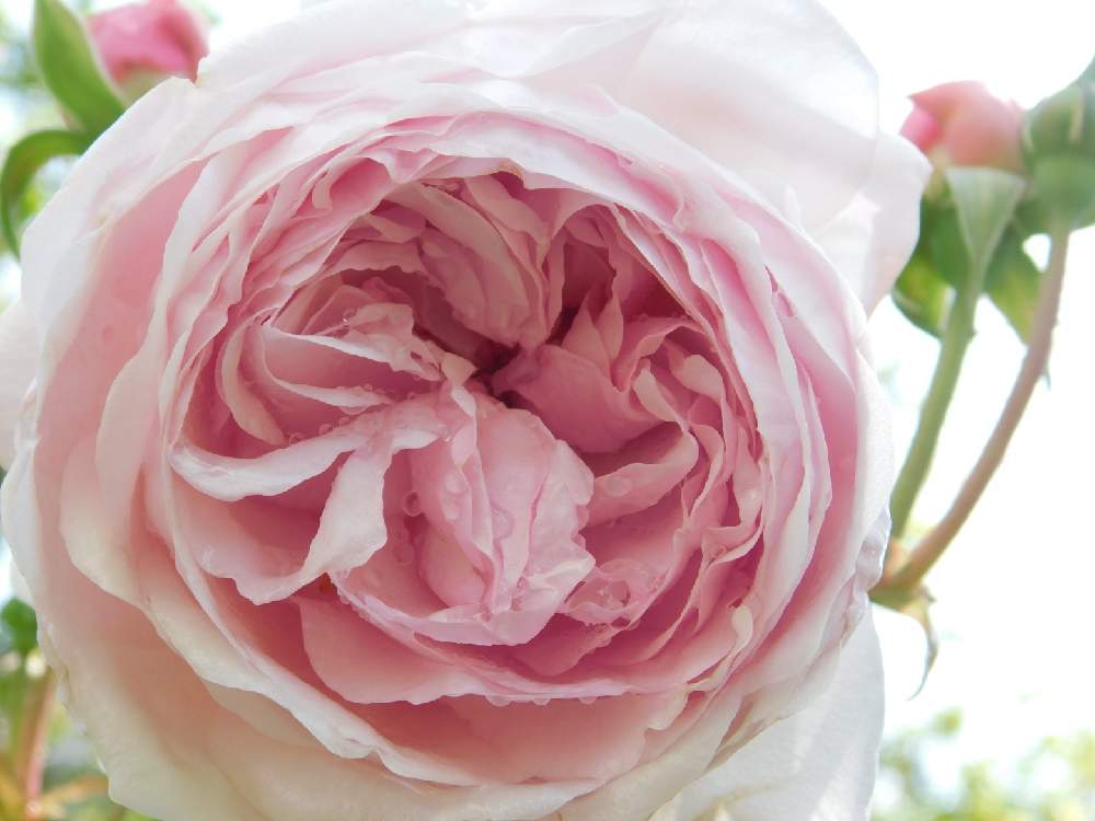 小さな庭の画像 by 庭野華子さん | 小さな庭とオリビアローズ オースチンとばら バラ 薔薇とバラのある暮らしとPinkRoseとイングリッシュ・ローズとEnglish roseと香りの良いバラとバラが好きと花のある暮らしと薔薇♪とロザリアンとERとDAVID AUSTIN ROSESとrose
