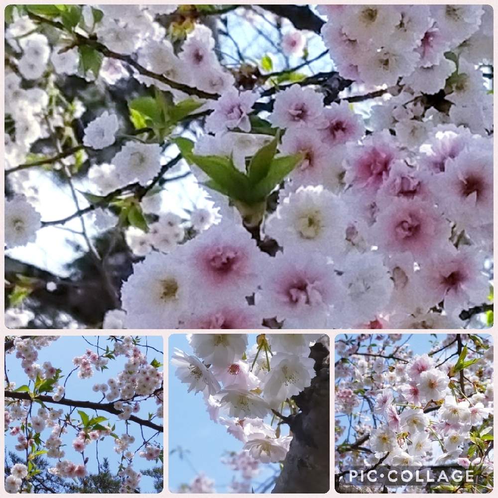お出かけ先の画像 by むーさんままさん | お出かけ先とコブクザクラ(子福桜)と公園の樹木とピンクの花と可憐と春爛漫!とお花のある暮らしと感謝✨とほっとひと息とちいさなシアワセ♡とさくらと繋がりに感謝✨