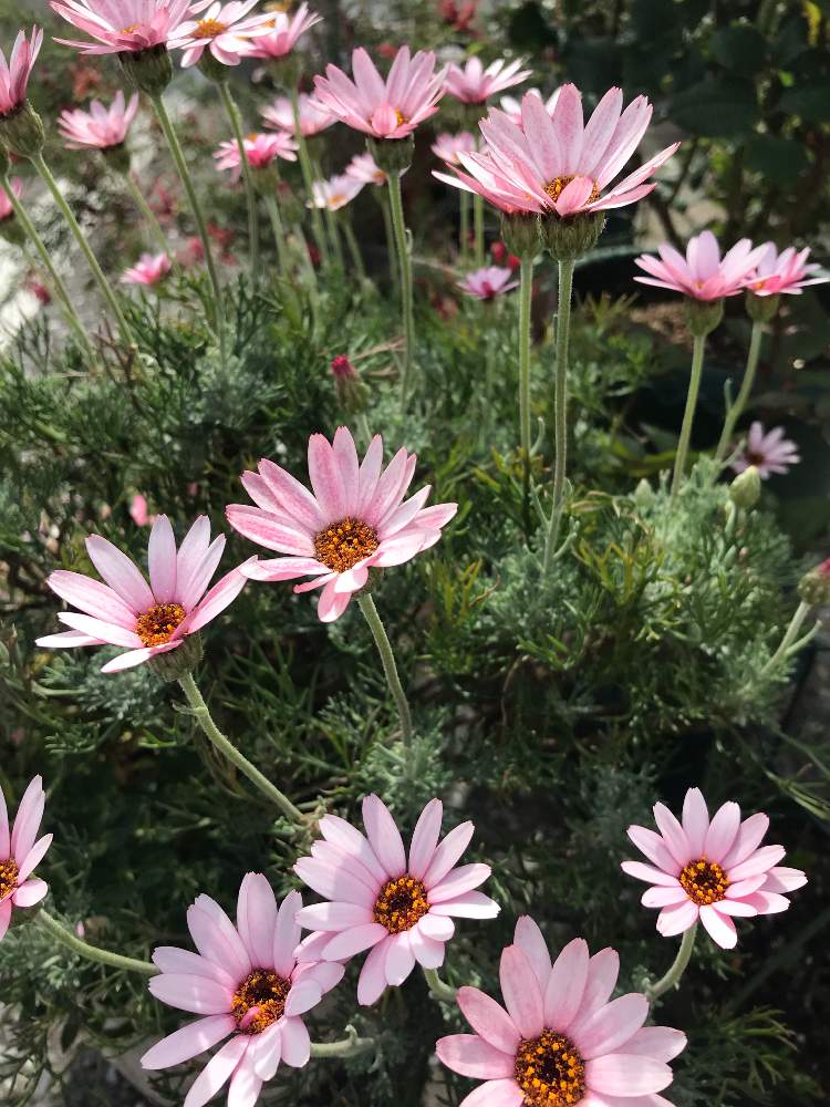 小さな庭の画像 by フェリシアさん | 小さな庭とローダンセマムと寄せ植えとピンク大好きとやっと咲いた〜とおうち園芸