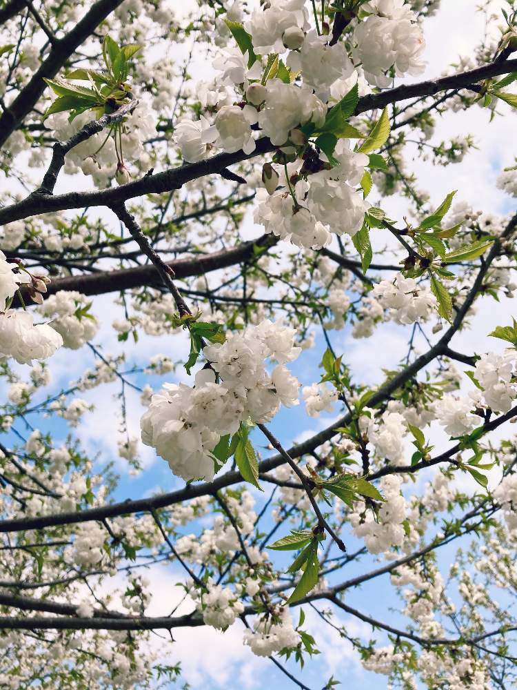 お出かけ先の画像 by kananaさん | お出かけ先とドイツとさくら 桜 サクラとバラと夢CLUBとミュンヘンともしかして!?と桜の花♡と花のある暮らしと春到来!