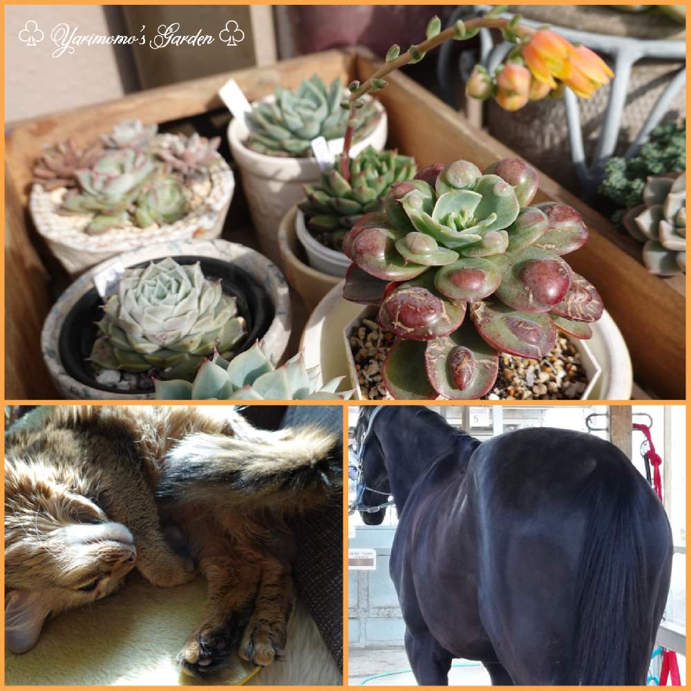 の画像 by やりももさん | レインドロップとロンドンブリッジとヒアリアナと猫と多肉と多肉植物とオケツの日とキョロちゃん(猫)と猫のいる暮らしとベランダガーデンとバラと夢CLUBと馬大好き