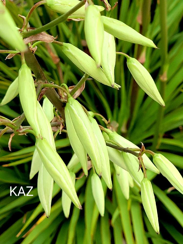 お出かけ先の画像 by Kazさん | お出かけ先とユッカとイトランと多肉植物と花金とユッカ属とお気に入り♡と癒しとインテリアと植物と緑のある暮らしとタニラーとガーデニングと花のある暮らしとお花