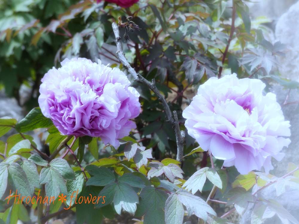 の画像 by Hirochan* flowersさん | 青い小さな花マニアとJuneの会とぼたん園とかわぃぃ。と花びらの美しさとふんわり優しい色と青い花マニアとチーム・ブルーとお花好きの人と繋がりたいとチーム・ブルーNo.102