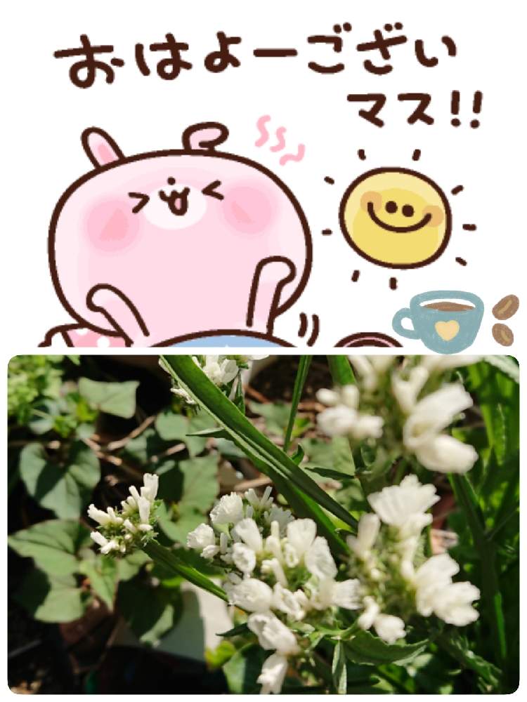 小さな庭の画像 by 苺さん | 小さな庭とプランターとおうち園芸とお家栽培とスターチスの栽培とお家で栽培とプランター植え