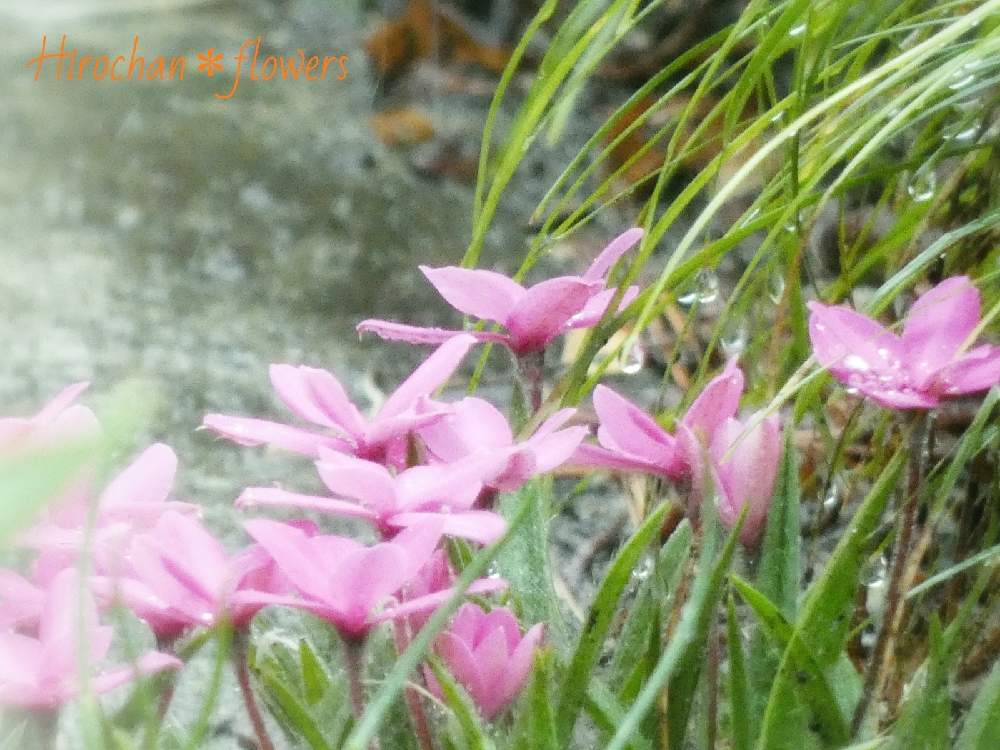 小さな庭の画像 by Hirochan* flowersさん | 小さな庭とJuneの会と雨の中とアッツザクラ。と雨粒と花びらの美しさとお花好きの人と繋がりたい