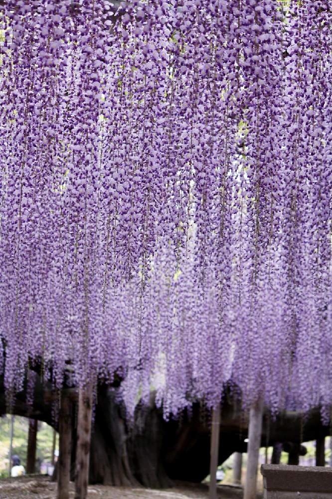 お出かけ先の画像 by あんなココさん | お出かけ先と藤の花とあしかがフラワーパークとキュンキュン乙女倶楽部とGS映えとGS日和と季節の花とGSのみなさんに感謝♡とキュンキュン乙女倶楽部No.179とGSに感謝。と思わず見惚れてしまうとGSのみなさんに感謝!と素敵な出会いに感謝と光輝いてると花のある暮らしとかわいい❤とみっちゃんとお出かけ