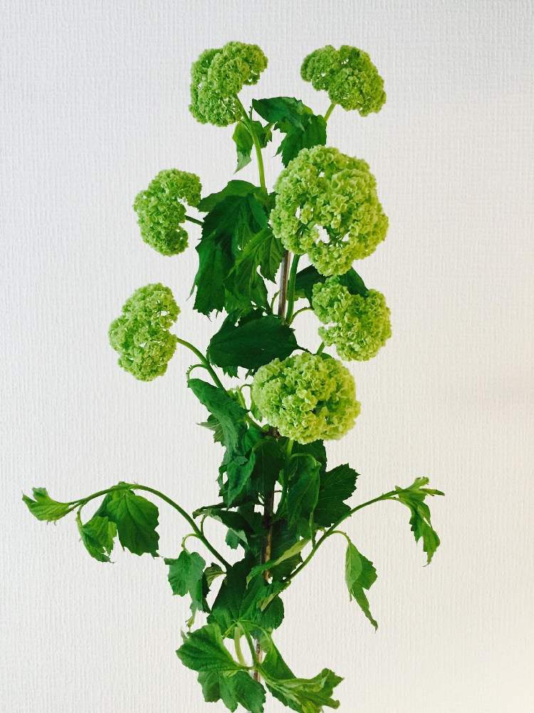 の画像 by 白花葉さん | ビバーナム・スノーボールとマルシェと初夏の花たちと恵比寿とお家で楽しもう♡と花のある暮らしと有楽町とインテリアグリーンと配達花