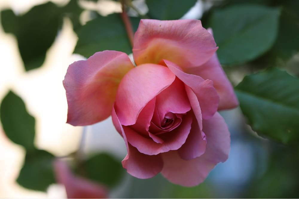 小さな庭の画像 by tokitokiさん | 小さな庭とソニアリキエルとバラ・ミニバラとばら バラ 薔薇