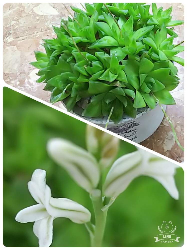 部屋の画像 by Hawaiian dolphinsさん | 部屋とハオルチア・京の舞と多肉植物と開花と群生と緑がきれいと幸福と癒し系とかわぃぃ。と白い花とモフモフとお店の入り口とハオルチア属 京の舞