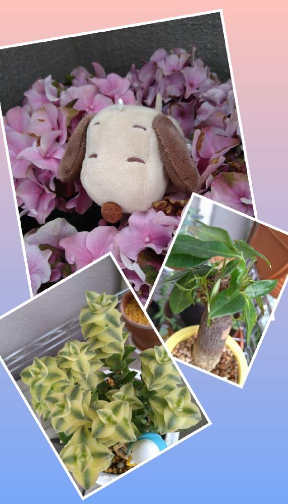 バルコニー/ベランダの画像 by ぴのさん | バルコニー/ベランダと外で頑張る多肉さんと福岡とみんなで笑顔になろう♪と多肉超初心者とGSのみなさんに感謝♡とどたま祭りと写真は難しいなとパキラ★と 南十字星と今日を無事に過ごす❤️ྀི