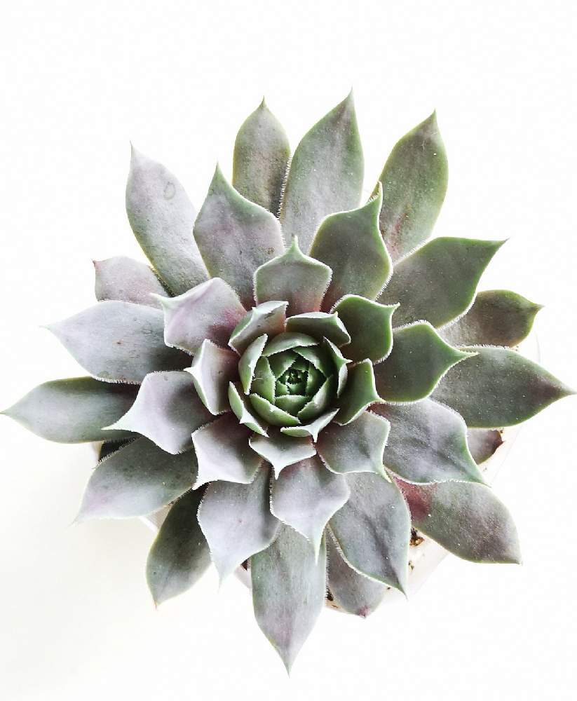 玄関の画像 by eyeさん | 玄関とブロンズキングとSempervivum heuffelii 'Bronze King'とjardinと青銅色の多肉とブロンズキング☆とsempervivumと松坂フラワーセンターとセンペルビウム属と印西市と三重県とハルディンとSempervivum heuffelii 'Bronze King'と☆eye☆センペルビウム属と30%セールと松フラと緑青(ろくしょう)と☆eye☆279