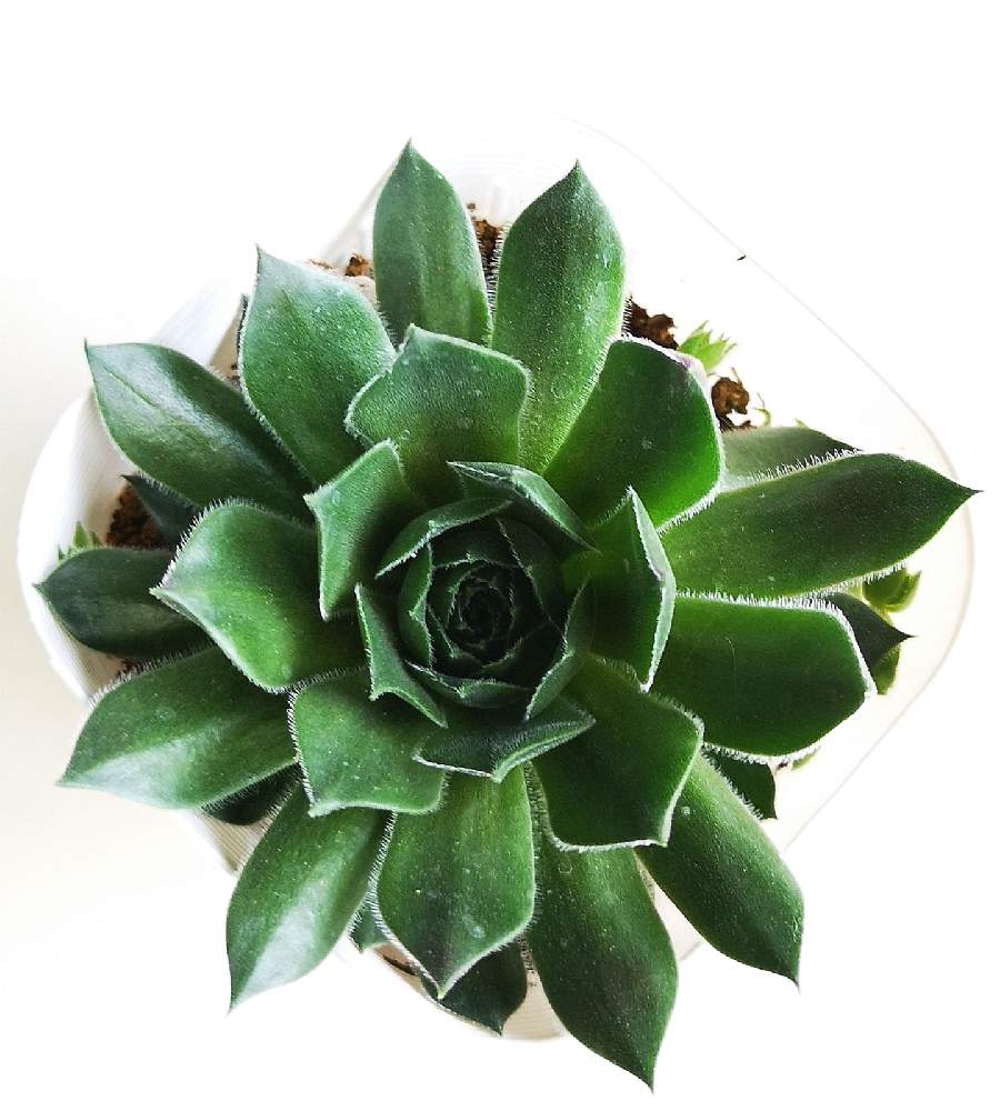 玄関の画像 by eyeさん | 玄関とアステロイドとSempervivum 'Asteroid'とjardinとSempervivum 'Asteroid'とエドワードL.スクロッキと☆eye☆あ行とsempervivumと☆eye☆279と松坂フラワーセンターとtributes.comとアステロイド.とセンペルビウム属とSempervivum-Listeと印西市とSempervivum Franciers Associationとハルディンと小惑星と☆eye☆センペルビウム属と30%セールとSFANと松フラとEdward Skrocki