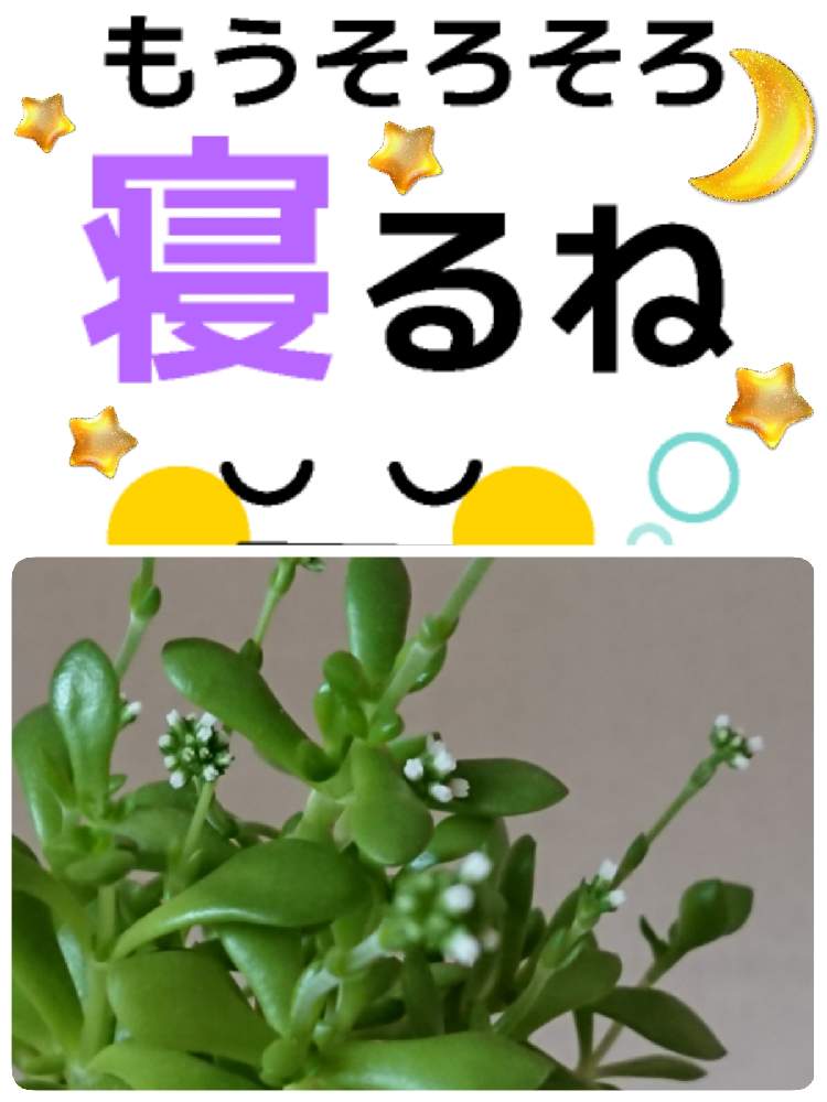 小さな庭の画像 by 苺さん | 小さな庭とプランターと多肉植物の栽培とクラッスラ属の栽培とおうち園芸とお家栽培とクラッスラ 紅稚児の栽培とお家で栽培とプランター植え