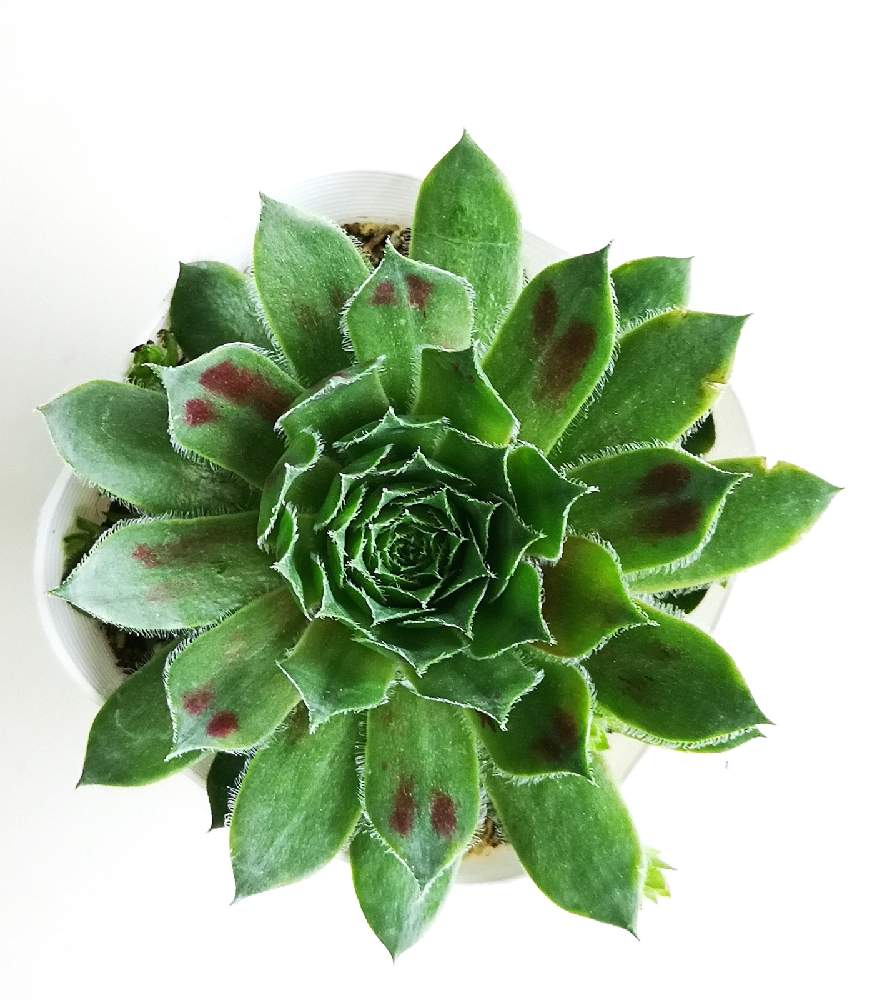 玄関の画像 by eyeさん | 玄関とセンペルビウム レッドライオンとSempervivum Red Lion とGSforキッズとAndre Smitsと☆eye☆279と松坂フラワーセンターとセンペルビウム属と印西市と三重県とハルディンとSempervivum Red Lionとレッドライオンと☆eye☆ら行とgarden.orgと☆eye☆センペルビウム属と30%セールと松フラ