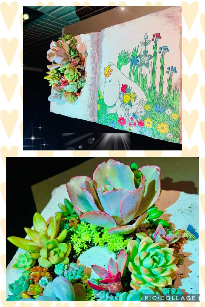 玄関の画像 by UGUISUさん | 玄関とお気に入りの園芸店とモルタル造形と多肉植物寄せ植え☘️とGS皆様ありがとう