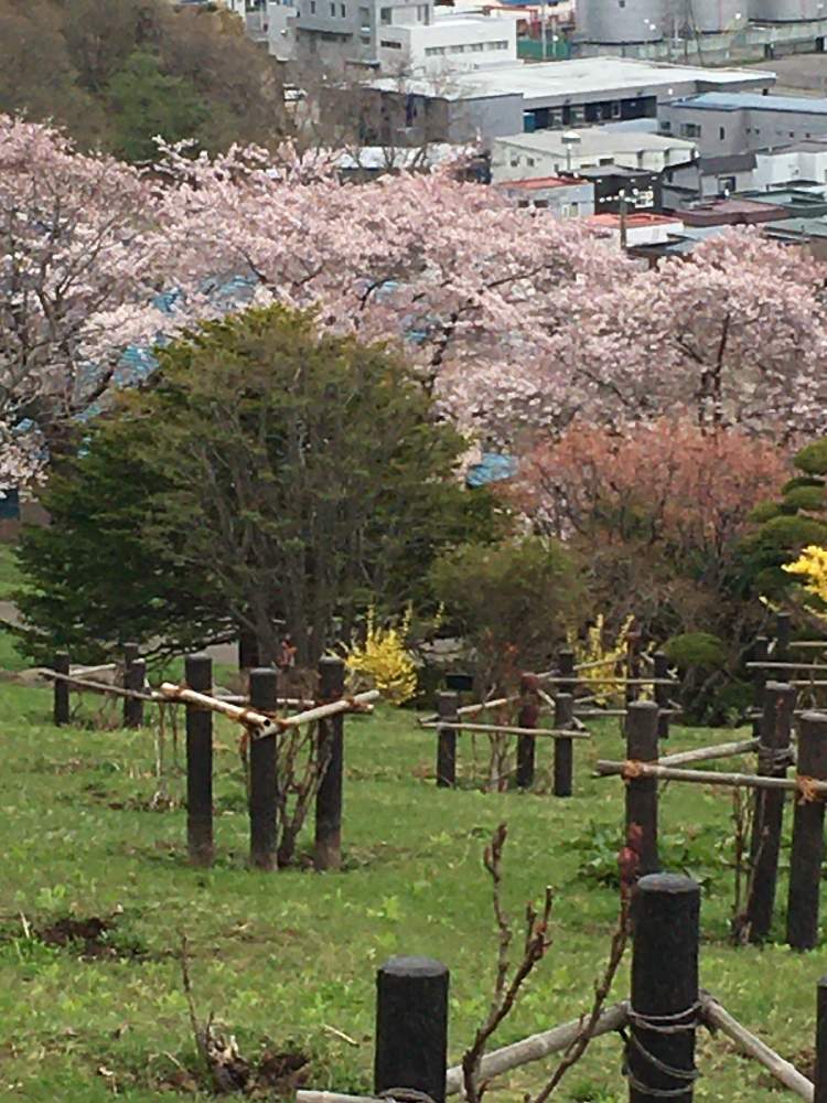 お出かけ先の画像 by サリーワンさん | お出かけ先とサクラ❇︎とさくら 桜 サクラとレンギョウ…とさくら
