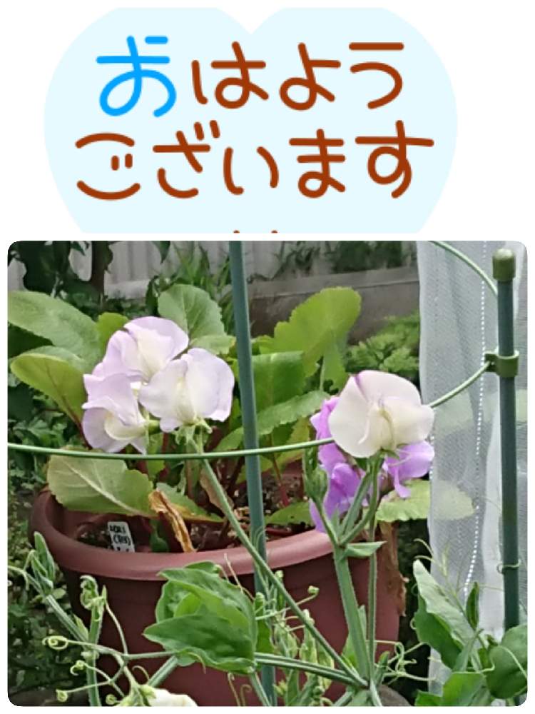 小さな庭の画像 by 苺さん | 小さな庭とプランターとおうち園芸とお家栽培とスイートピーの栽培とお家で栽培とプランター植え
